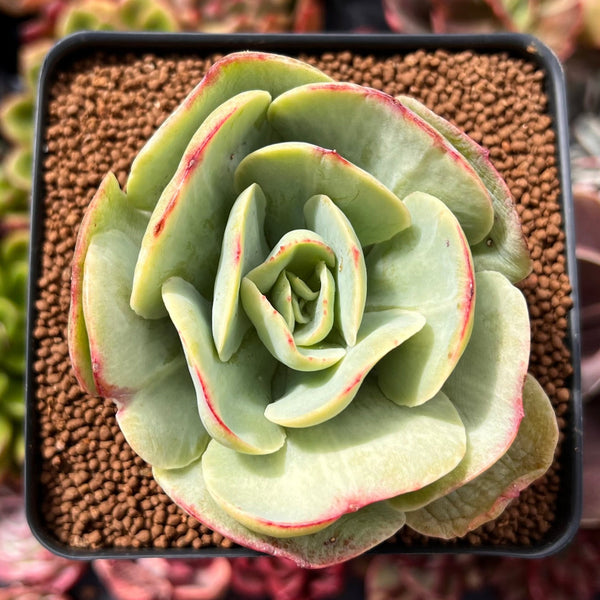 Echeveria ‘Mocha’ Variegated 3" Succulent Plant