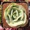 Echeveria ‘Mocha’ Variegated 3" Succulent Plant