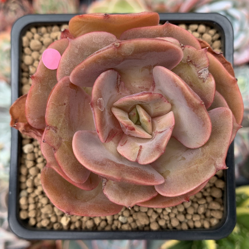succulent sunshine Echeveria 'Sunshine' New Hybrid 2
