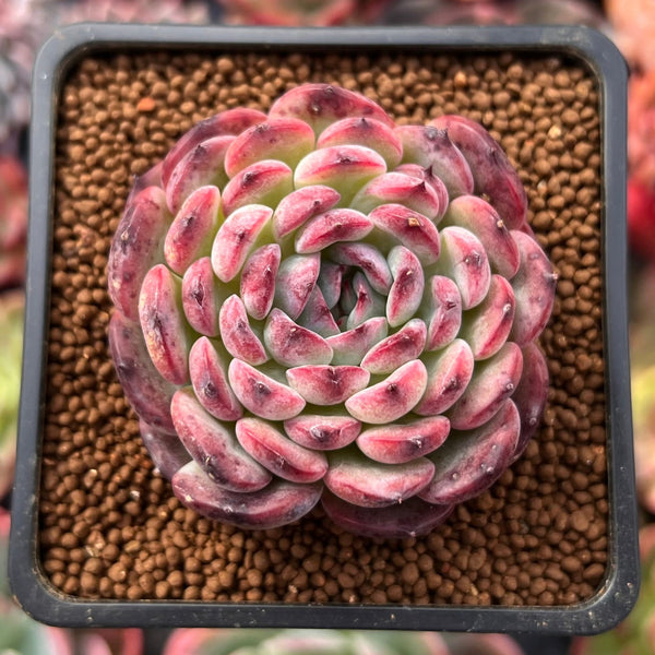 Echeveria 'Marcel' 2