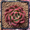 Echeveria Agavoides 'Callisto' 3" Succulent Plant