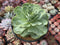 Greenovia Diplocycla 'Gigantea' 5"-6" Succulent Plant