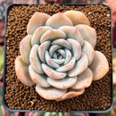 Echeveria 'La Bamba' 3" Succulent Plant