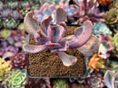 Pachyveria 'Jocelyns Joy' Variegated 3" Succulent Plant