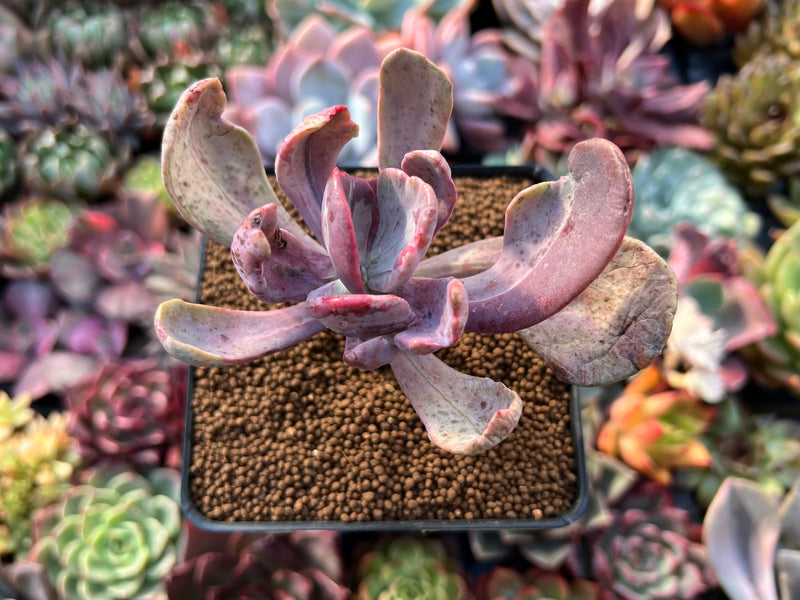 jocelyn's joy succulent Pachyveria 'Jocelyns Joy' Variegated 3" Succulent Plant