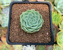 Echeveria 'Laurina' 1"-2" Succulent Plant