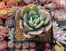 Echeveria 'Luella' Variegated 3" Succulent Plant