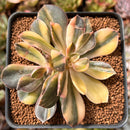 Echeveria 'Black Rose' Variegated 3" Succulent Plant
