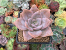 Echeveria 'La Bamba' 2" Powdery Succulent Plant