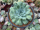 Echeveria 'Hearts Choice' 3"-4" Succulent Plant