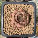 Echeveria Agavoides 'Almond' 1" Succulent Plant