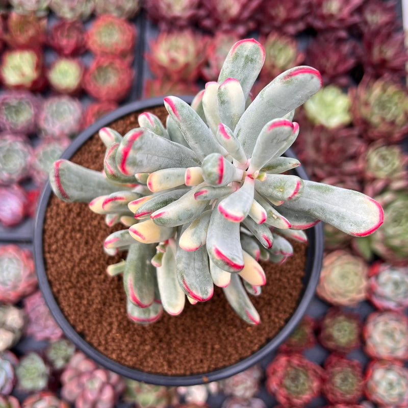 Cotyledon 'Orbiculata' Variegated 4