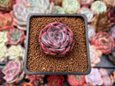 Echeveria 'Eyeline Choco' 1" Succulent Plant