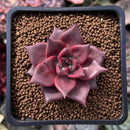 Echeveria Agavoides 'Red Ebony' 1" Succulent Plant