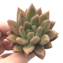 Echeveria Agavoides ‘Shooting Star’ 3” Rare Succulent Plant