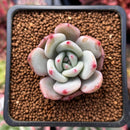 Echeveria 'White Champaign' 1" Succulent Plant