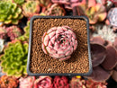 Echeveria 'Zeta' 1" Succulent Plant