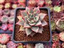 Echeveria Agavoides 'Red Pop' 2" Succulent Plant