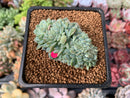 Echeveria 'Primera' Crested 1"-2" Succulent Plant