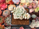 Sedum 'Clavatum' Variegated 2" Succulent Plant