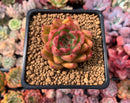 Echeveria Agavoides sp. 3" Succulent Plant