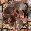 Echeveria 'Primadonna' Variegated 3"-4" Succulent Plant