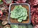 Echeveria 'Hearts Choice' 1" Small Succulent Plant