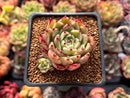 Echeveria Agavoides 'Sarabony' 1"-2" Succulent Plant
