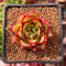 Echeveria Agavoides 'Orange Ebony' 1"-2" Succulent Plant