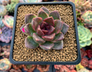 Echeveria Agavoides 'Black Queen' 1"-2" Succulent Plant