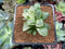 Haworthia 'Retusa' Variegated 1" Succulent Plant