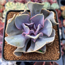 Echeveria 'Valkyrie' 3" Succulent Plant
