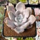 Echeveria 'Jin-Joo-Hee' 2"-3" Powdery Succulent Plant
