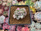 Echeveria 'Little Rose' Variegated 1"-2" Succulent Plant