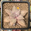 Echeveria 'Xichuensis' 2" Succulent Plant