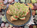 Echeveria Agavoides 'Champaign' 4"-5" Succulent Plant