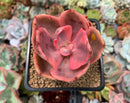 Echeveria 'Golden State' Variegated 2" Succulent Plant