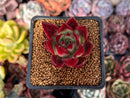 Echeveria Agavoides sp. 1"-2" Succulent Plant