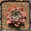 Echeveria sp. 3" Succulent Plant