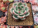 Echeveria Agavoides 'Shallot' 4" Succulent Plant