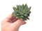 Pachyveria 'Bellgrave' Cluster ' 3" Succulent Plant