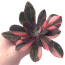 Echeveria 'Hanaikada' Variegated 5" Succulent Plant