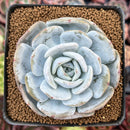 Echeveria 'Dealis' 2'-3" Powdery Succulent Plant
