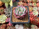 Echeveria 'Lovely Bear' 2" Succulent Plant