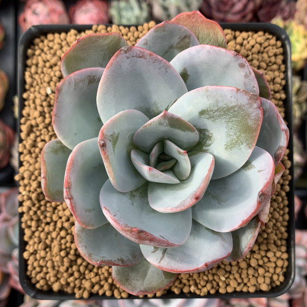 blue gray succulents Echeveria 'Brinks Blue' 3" Succulent Plant – True Succulents Plant Co