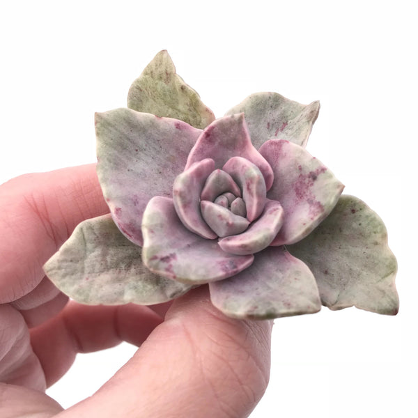 Echeveria Bainesii Variegated 2