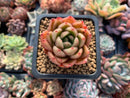 Echeveria Agavoides 'Cagliari' 1" Succulent Plant