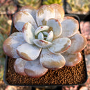 Echeveria Laui 2" Powdery Succulent Plant