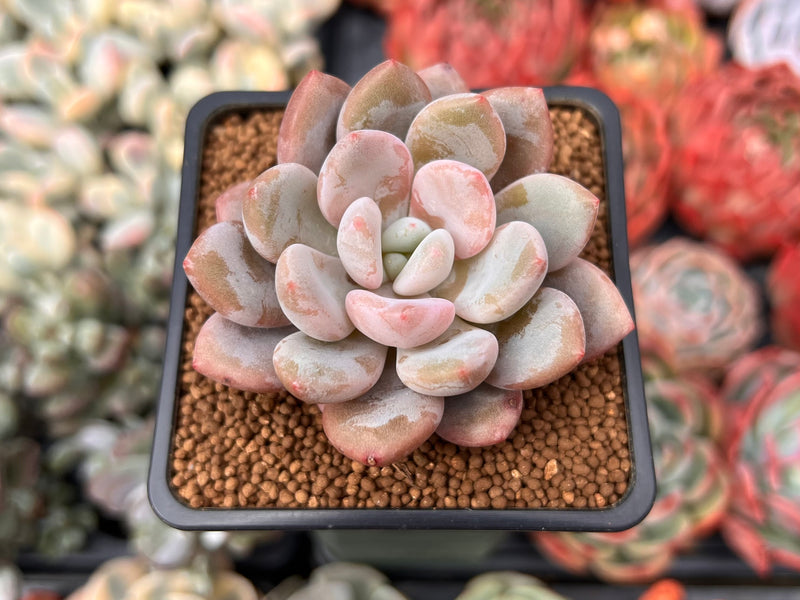 Echeveria 'Monroe Queen' 1