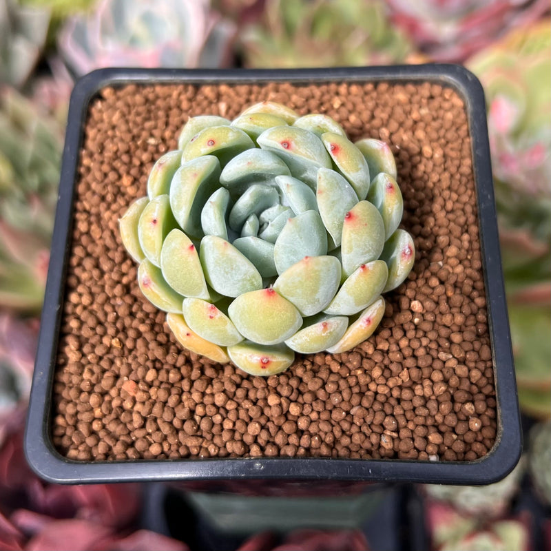 ghost echeveria succulent Echeveria 'Ghost' 1"-2" Succulent Plant